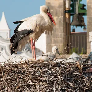 Stork Hostel